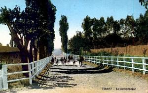 Tiaret - Jumenterie